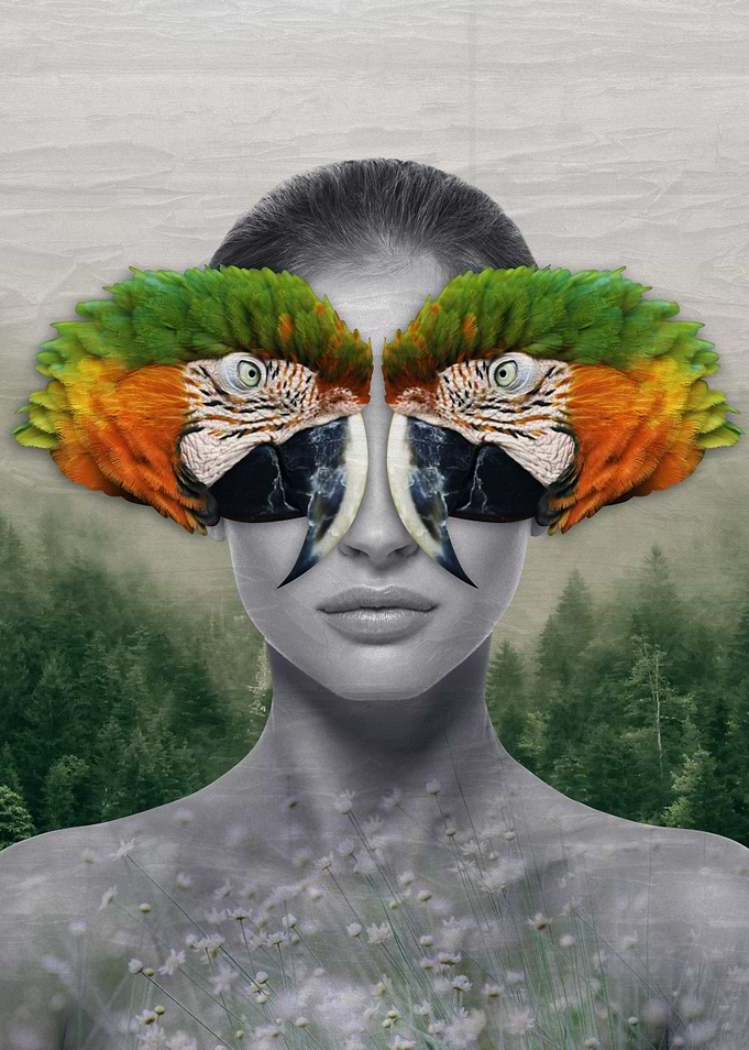 Parrot Fairy