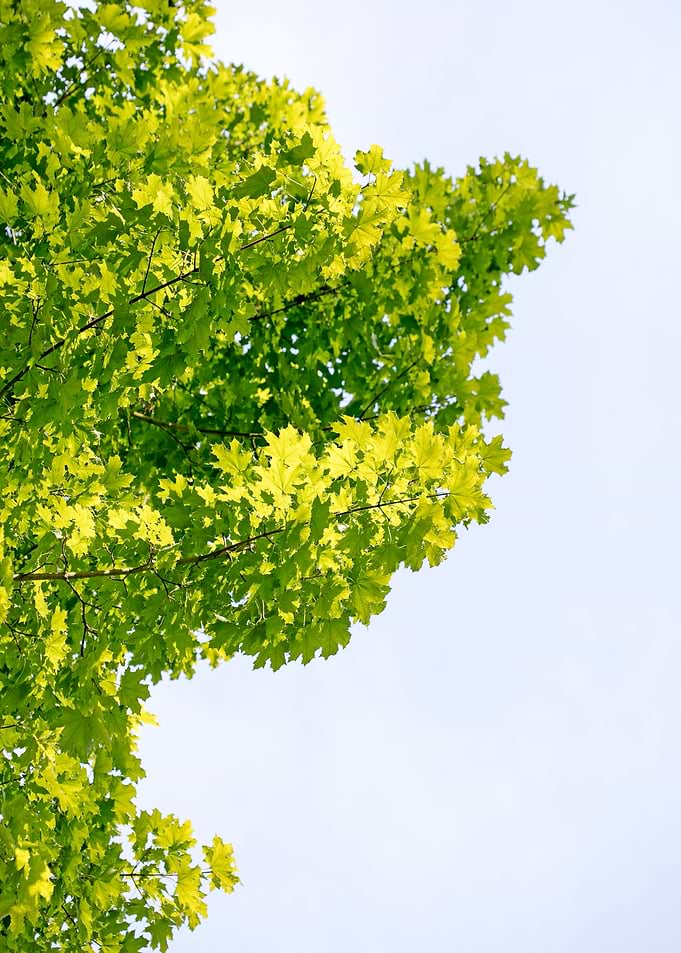 Trees vs sky fine prints