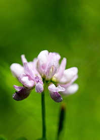 Trifolium macro flower