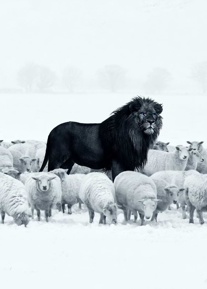 Lion among Sheep