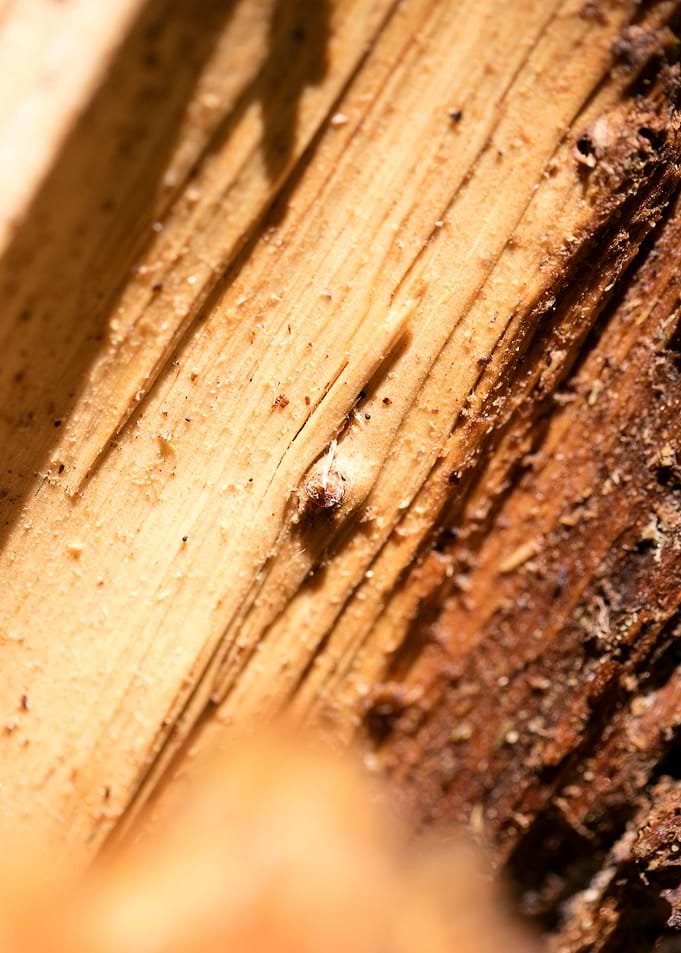 Cutted Wood Abstract