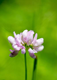 Trifolium macro flower
