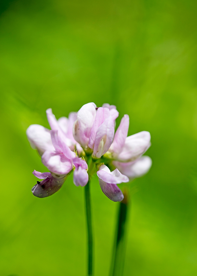 Trifolium macro flower