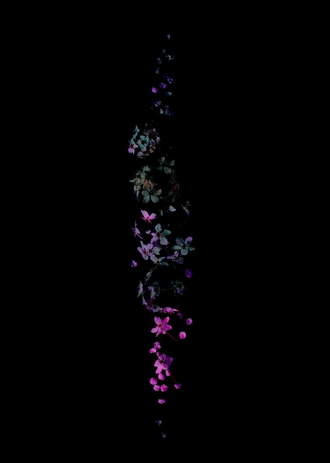 flower of light