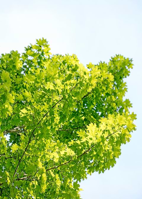 Trees vs sky fine prints
