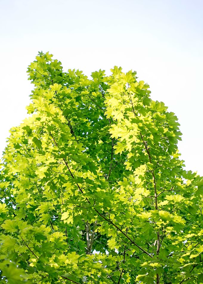 Trees vs sky fine prints