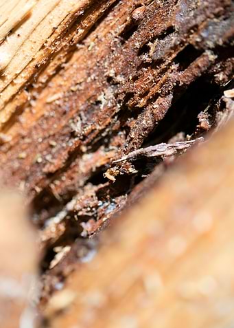 Cutted Wood Abstract