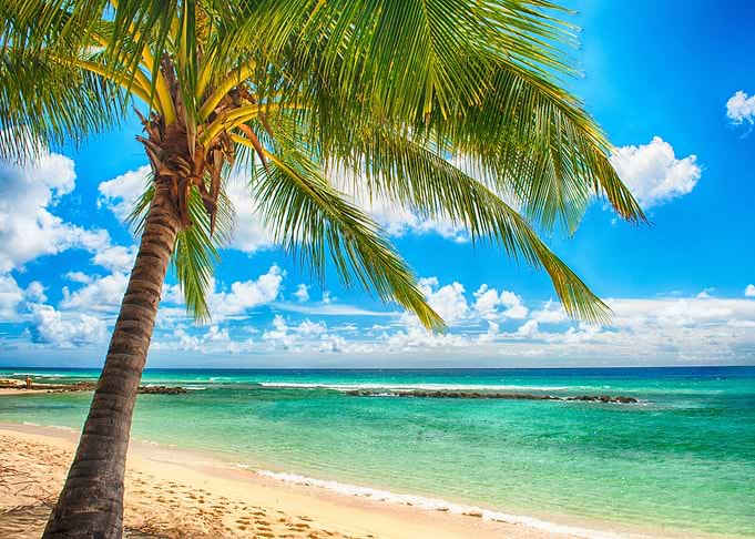 Tropical Paradise