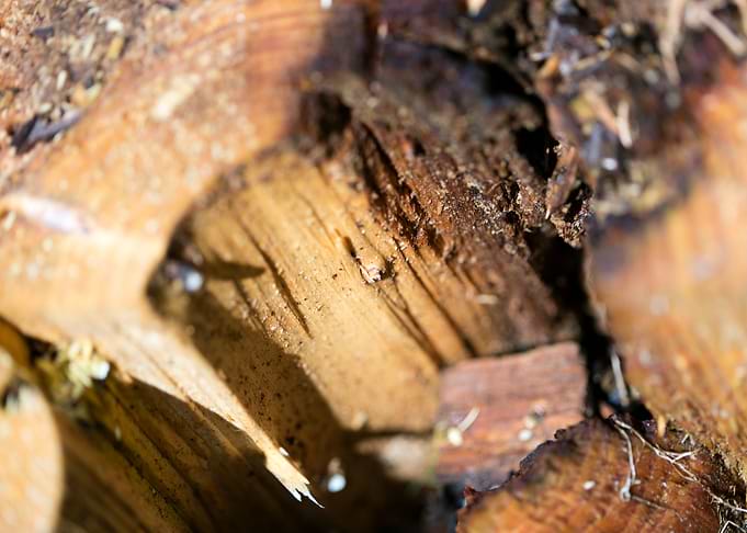 Cutted Wood Abstract