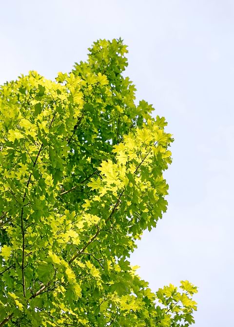 Trees vs sky fine prints