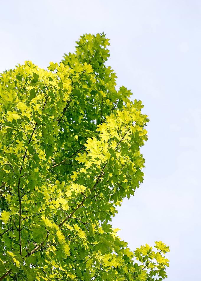 Trees vs sky fine prints