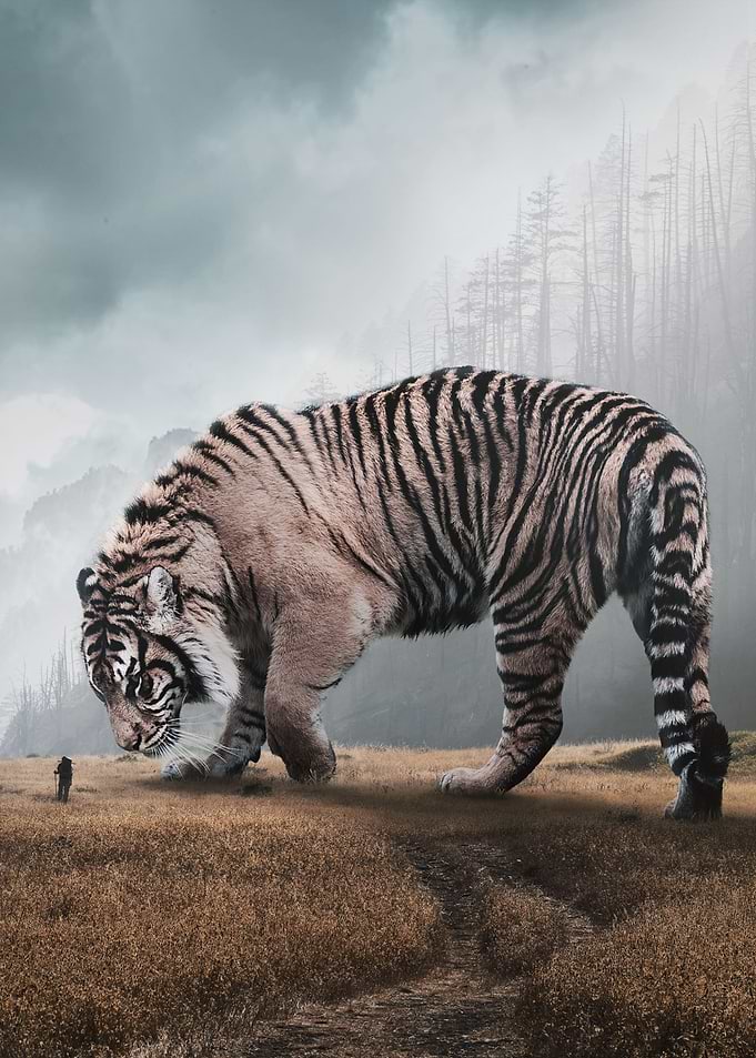 Giant Tiger
