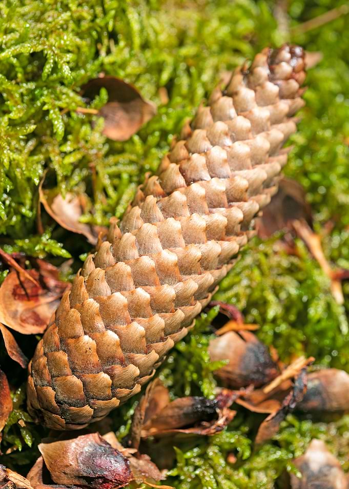Wild forest macro fruits