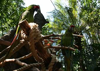 Birds of Feather