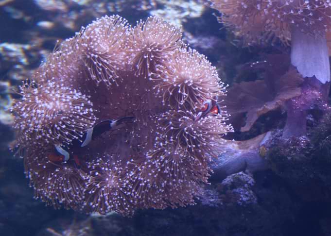 Clownfish Clowning Around