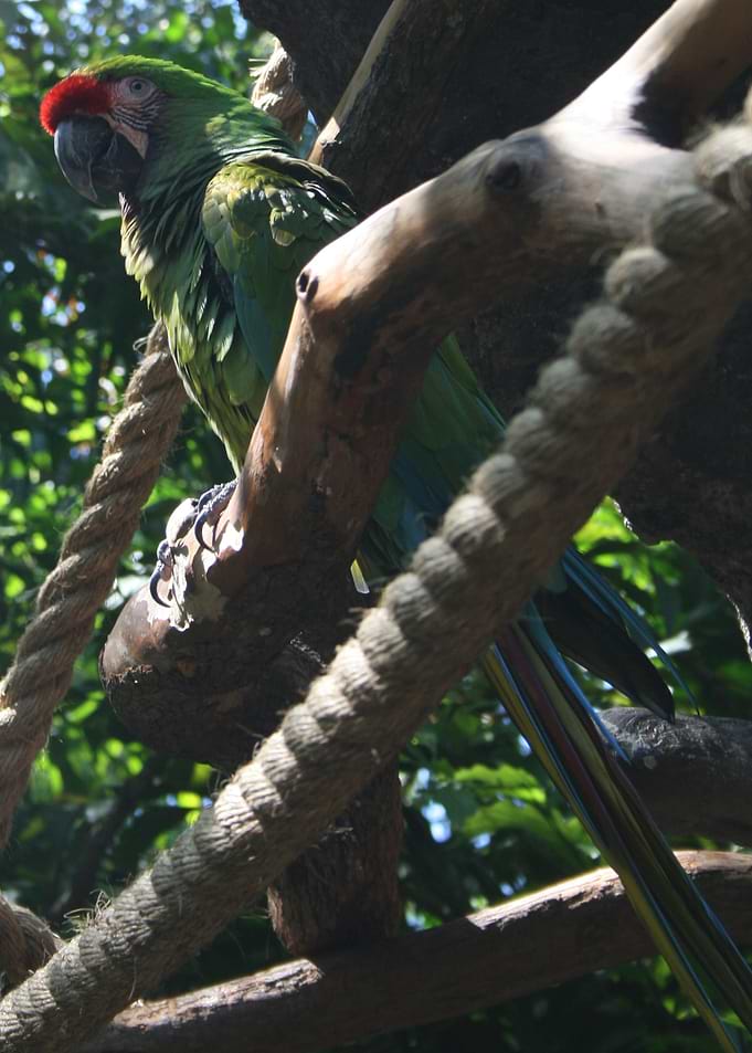 Parrot Pal