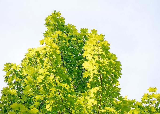Trees vs sky fine prints
