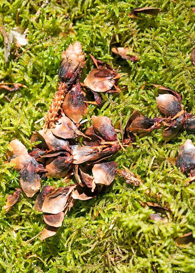 Wild forest macro fruits