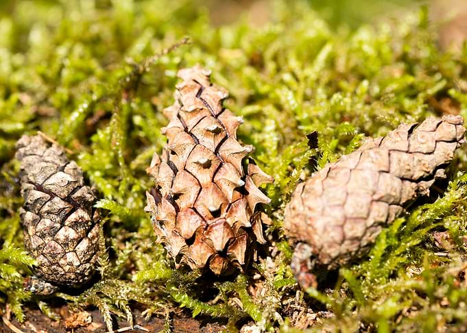 Wild forest macro fruits