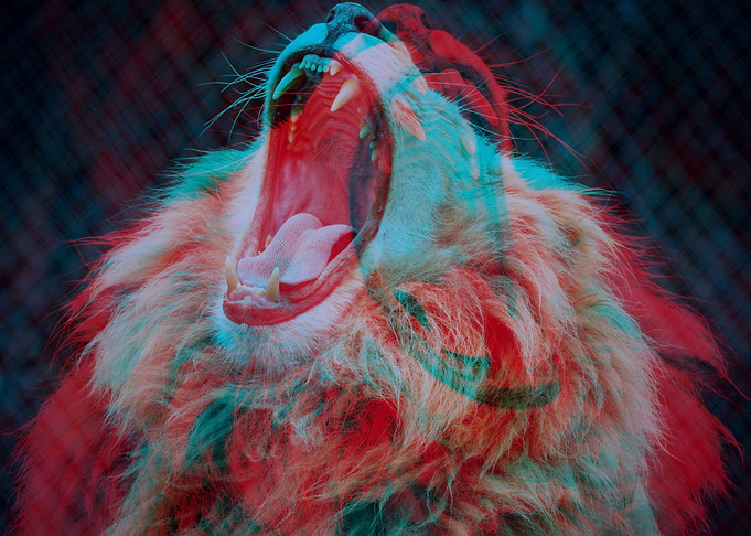 Firely BIg Lion