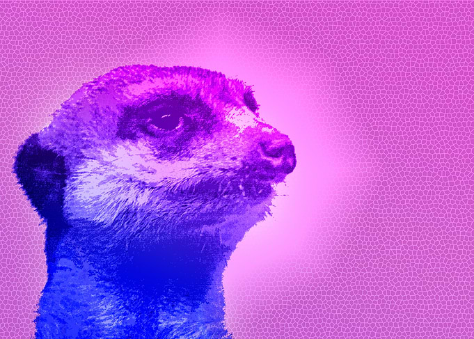 Meerkat