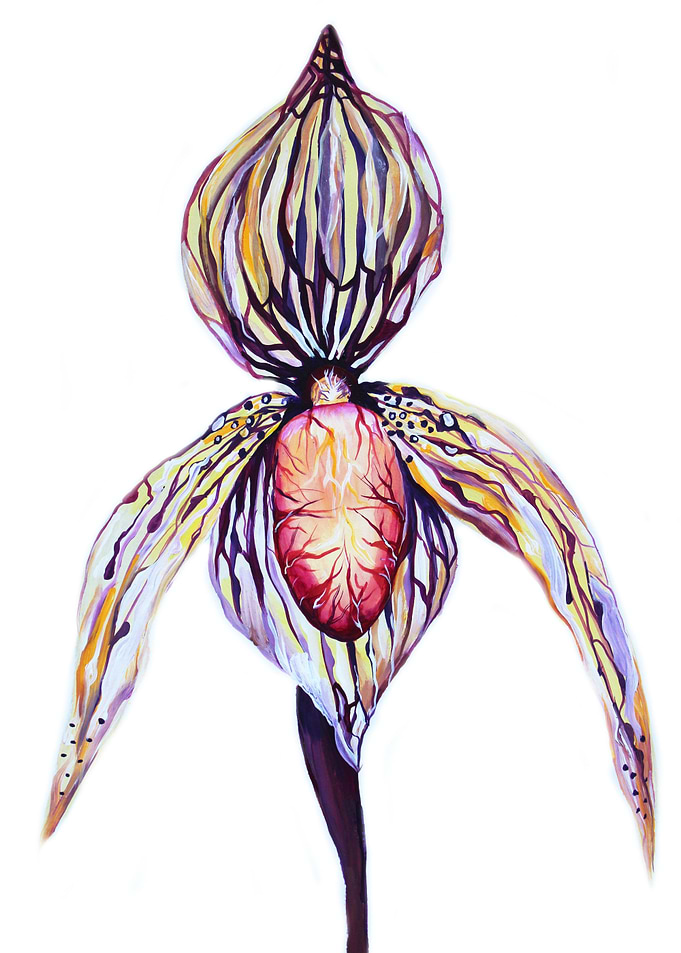 Orchid Venus Slipper