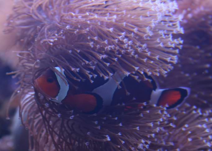 Clownfish Close Up