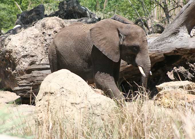 Cutest Elephant