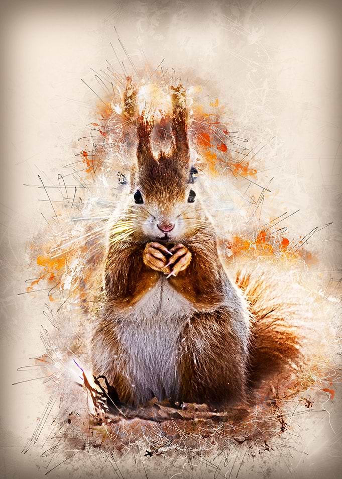 rabbit