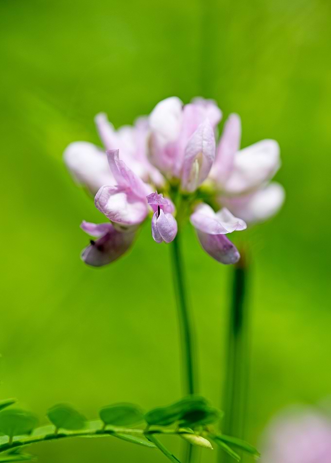Trifolium macro flower