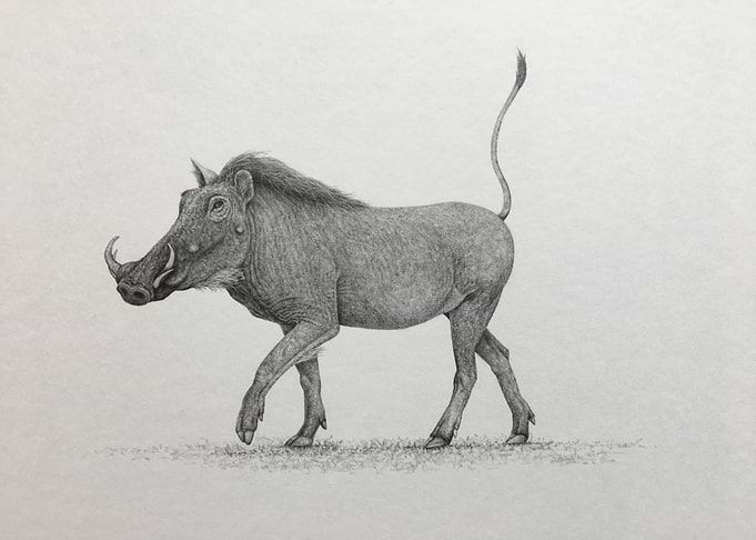 Serengeti warthog