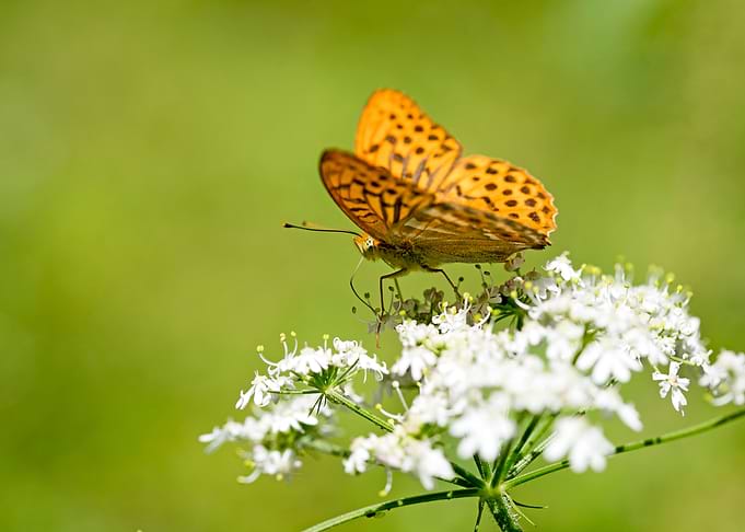 Butterly eating background