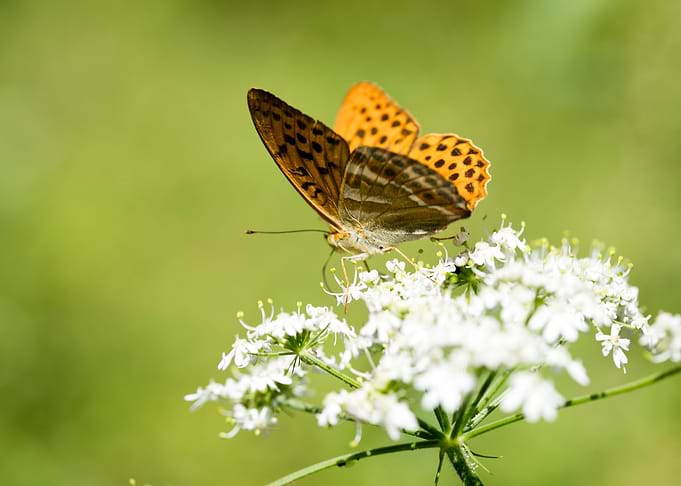 Butterly eating background
