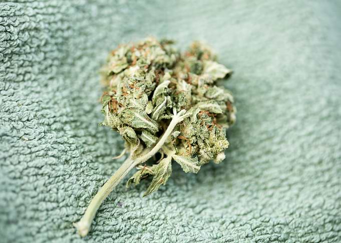 Medical cannabis AK 47 bud