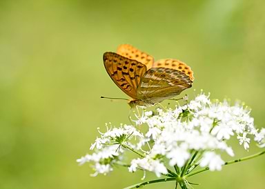 Butterly eating background