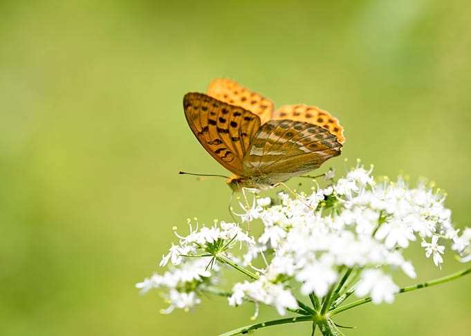 Butterly eating background