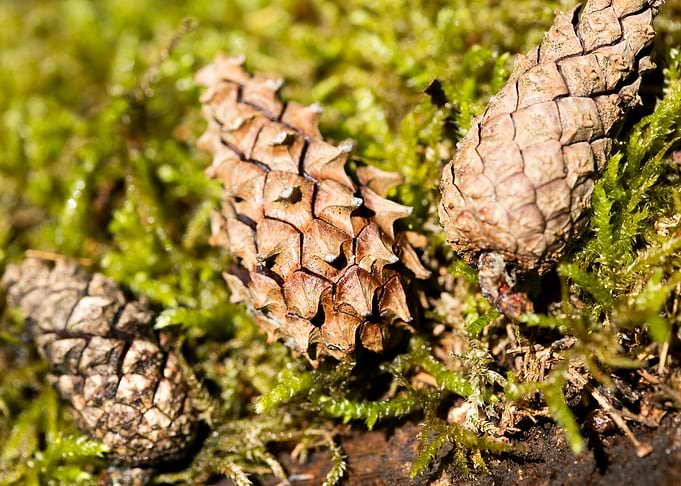 Wild forest macro fruits