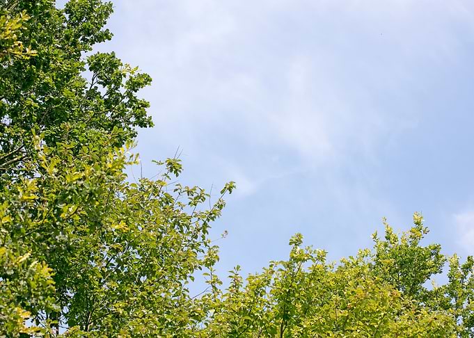 Trees vs sky fine prints