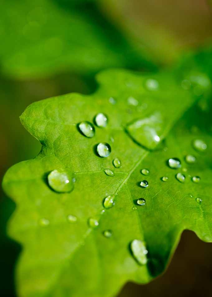 Rain drops on leaf macro