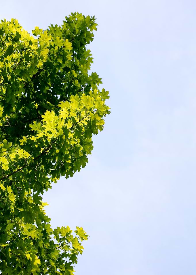 Trees vs sky fine prints