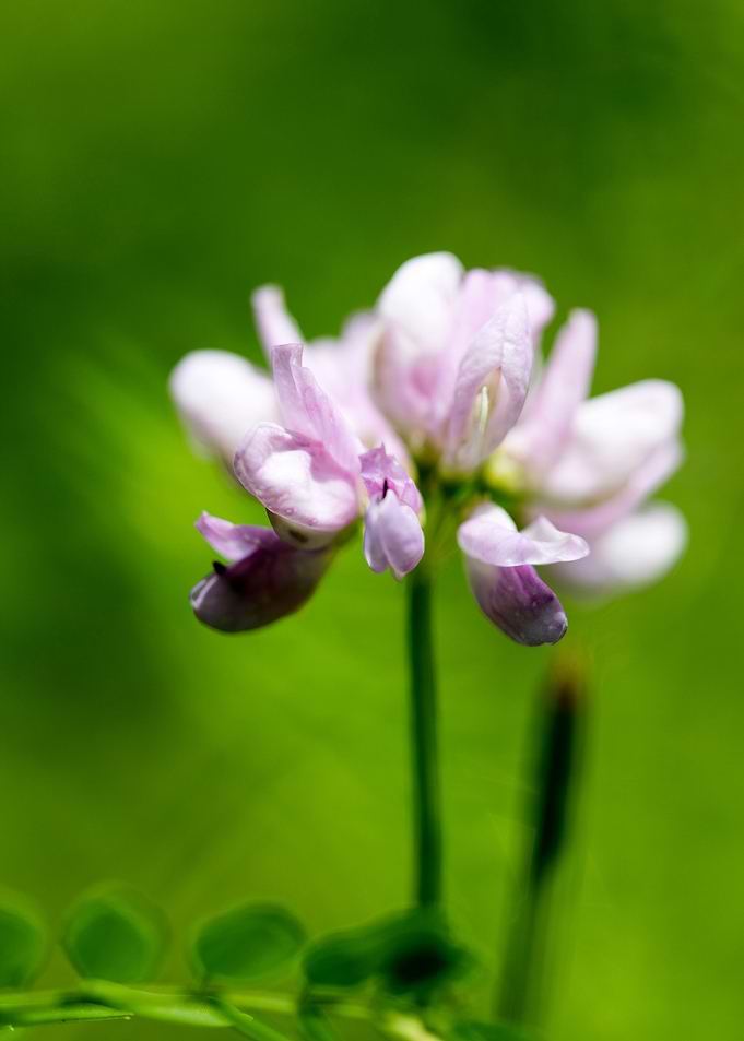 Trifolium macro flower