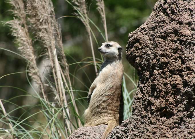 Meerkat Kinda Day