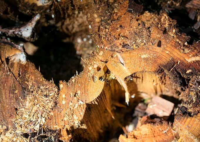 Cutted Wood Abstract