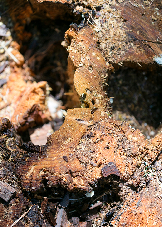 Cutted Wood Abstract