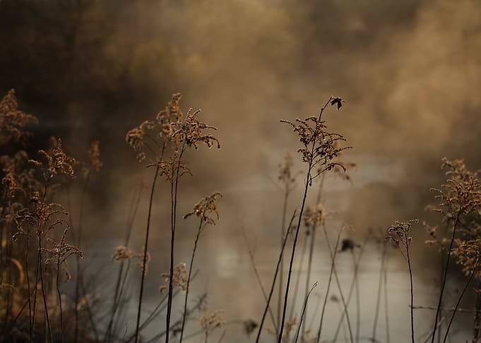Foggy morning on the river