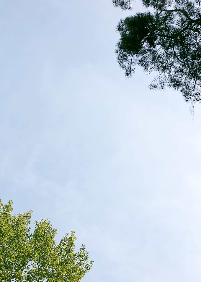 Trees vs sky fine prints