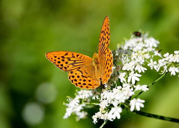 Butterly eating background