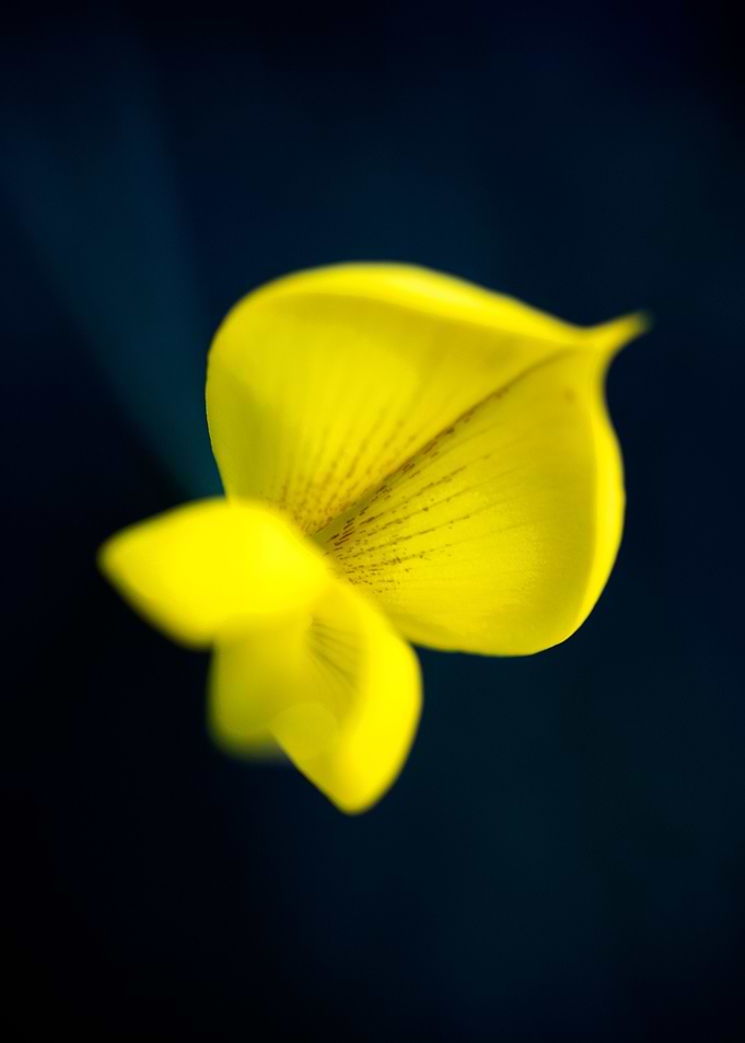 Cytisus flower Fabaceae