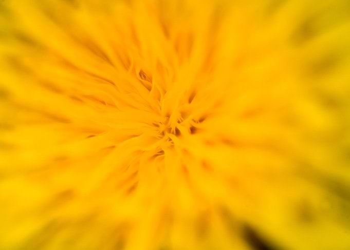 Taraxacum wild flower