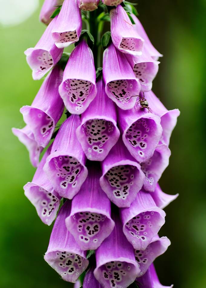 Purpurea digitalis flower